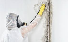 Trusted Waupun, WI Mold Remediation Experts